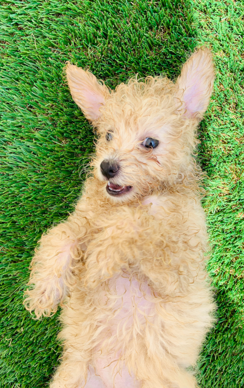 pomapoo sitting on artificial grass